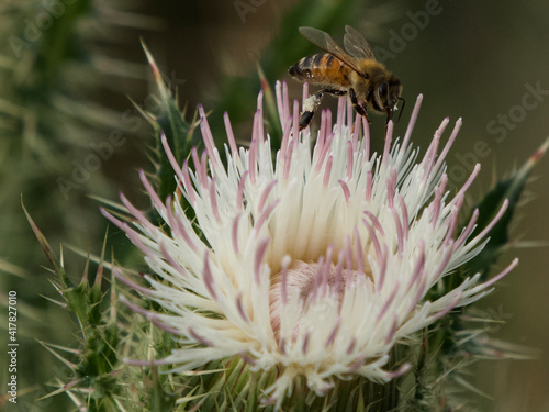 Wildlife Nature Photography at Merritt Island National Wildlife Refuge in Titusville Florida  photo