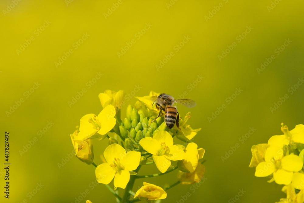ミツバチと菜の花 ミツバチと菜の花