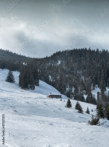 snow covered trees