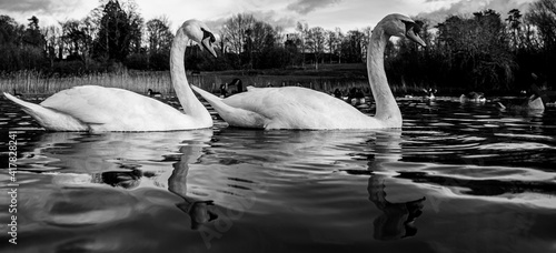 Large White British Mute Swan Swans pair low water level view close up macro photography on lake in Hertfordshire with canadian geese in background
