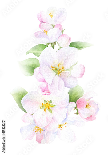 Apple blossom arrangement with flowers, buds and leaves hand drawn in watercolor isolated on a white background. Watercolor illustration. Apple blossom. Floral composition.