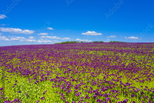 Violet flowers of poppy on a sunny day