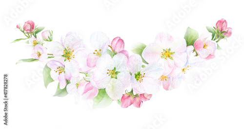 Apple blossom arrangement with flowers  buds and leaves hand drawn in watercolor isolated on a white background. Watercolor illustration. Apple blossom. Floral garland.