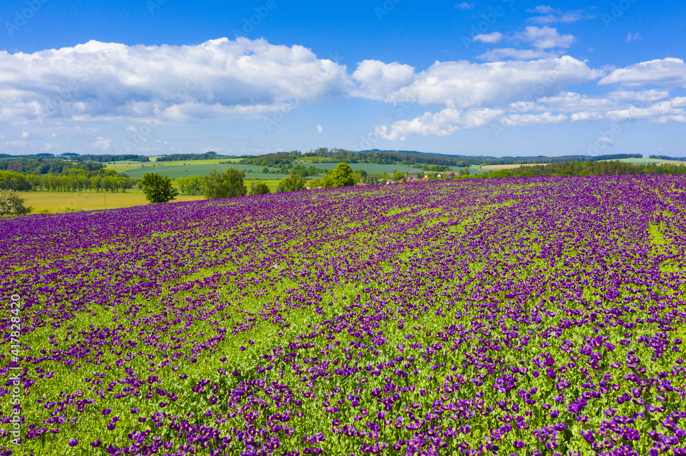 Violet flowers of poppy on a sunny day