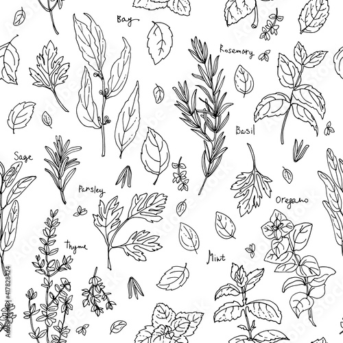 Pattern herbs. Spices. Italian herb drawn black lines on a white background. Vector illustration. Basil, Parsley, Rosemary, Sage, Bay, Thyme, Oregano, Mint