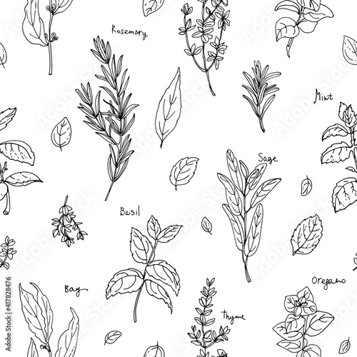 Pattern herbs. Spices. Italian herb drawn black lines on a white background. Vector illustration. Basil, Parsley, Rosemary, Sage, Bay, Thyme, Oregano, Mint