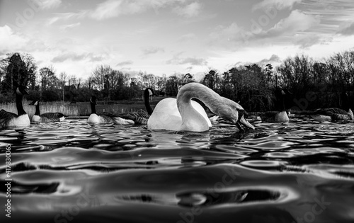 Large White British Mute Swan Swans low water level view close up macro photography feeding on lake in Hertfordshire with canadian geese in background