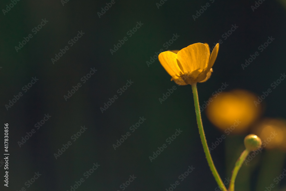 Naklejka premium Yellow buttercup flower over dark green background