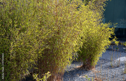 Photos flowerbed with bamboos in an outdoor atrium mulched by gray gravel