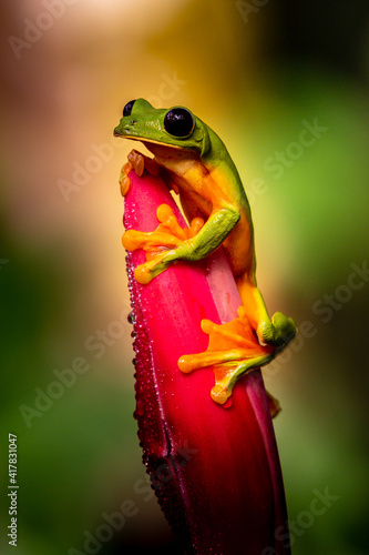 Gliding tree frog (Agalychnis spurrelli) is a species of frog in family Hylidae. It is found in Colombia, Costa Rica, Ecuador, and Panama. photo