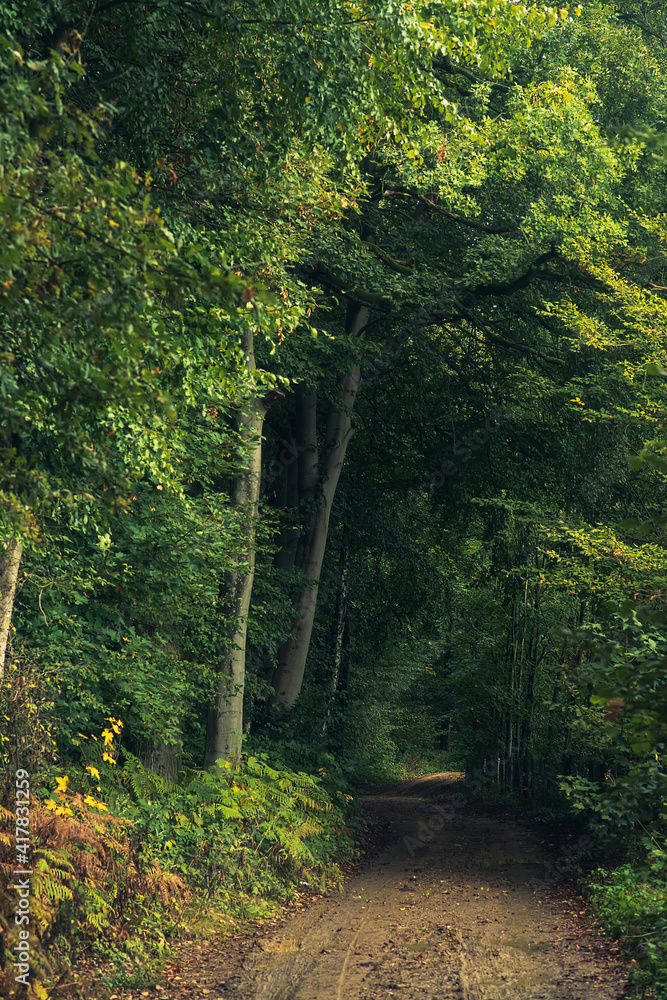 Dirt road in a lush green summer forest. Dirt road in a lush green summer forest.