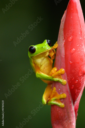 Gliding tree frog (Agalychnis spurrelli) is a species of frog in family Hylidae. It is found in Colombia, Costa Rica, Ecuador, and Panama. photo