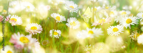 Daisy flower, butterfly on wild field in sun light panorama. Soft focus natur...