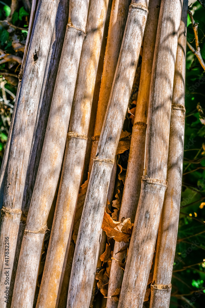 Fototapeta premium dry reeds in the woods