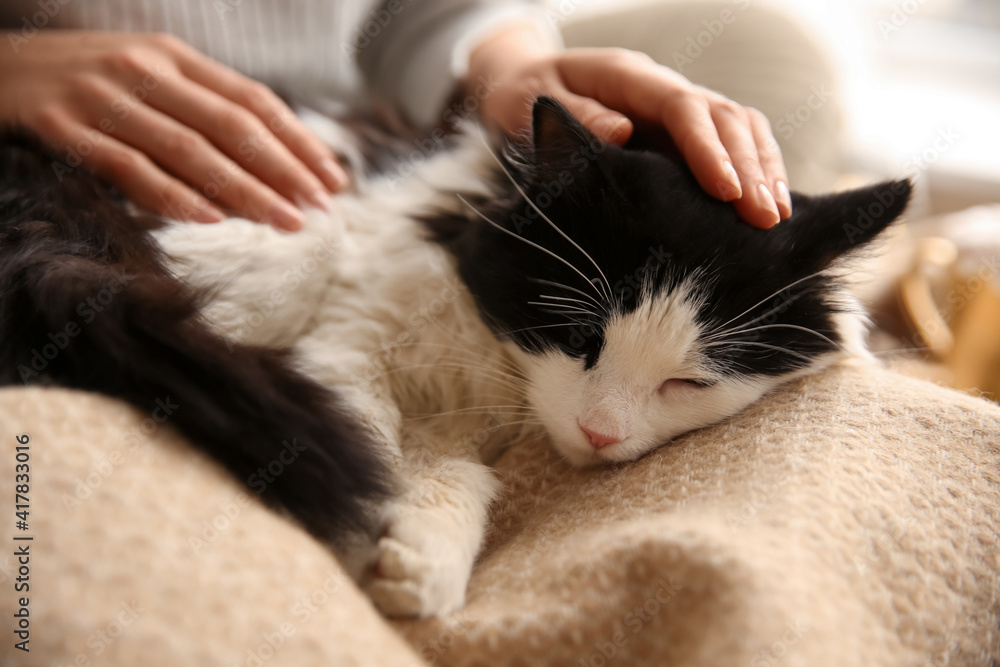 Woman stroking adorable cat lying on blanket in room, closeup Woman stroking adorable cat lying on blanket in room, closeup