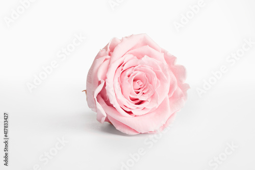 Fototapeta Naklejka Na Ścianę i Meble -  Beautiful pink rose flower isolated on white