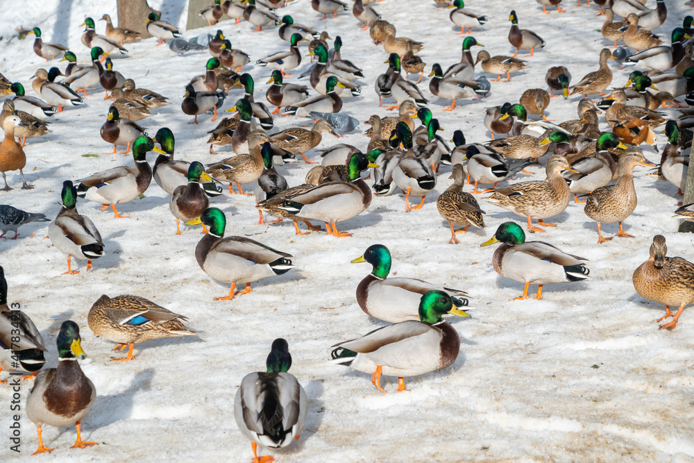 Fototapeta premium A flock of ducks walking on a snow