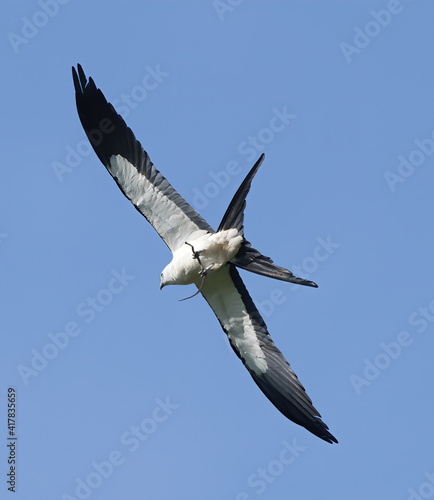 Swallowtail kites Elanoides forficatus flies across a blue sky with Eastern ribbon snake  Thamnophis sauritus  in it   s beak as it flies and eats it