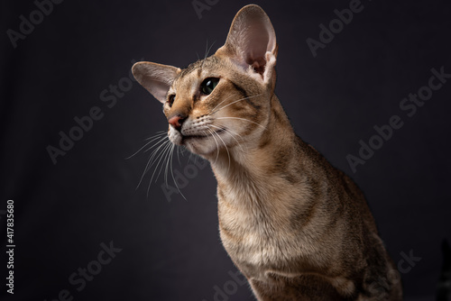 Foto Oriental tabby cat on a black background.