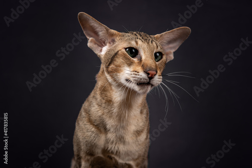 Oriental tabby cat on a black background.