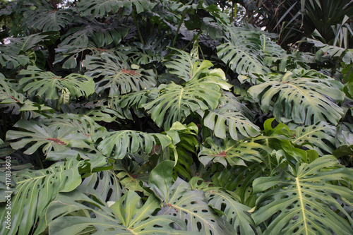 several leaves of swiss cheese plant -Monstera photo