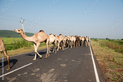 Vidisha / India 17 October 2017  A herd of camel walking in the middle of road  at Vidisha  Madhya Pradesh India photo