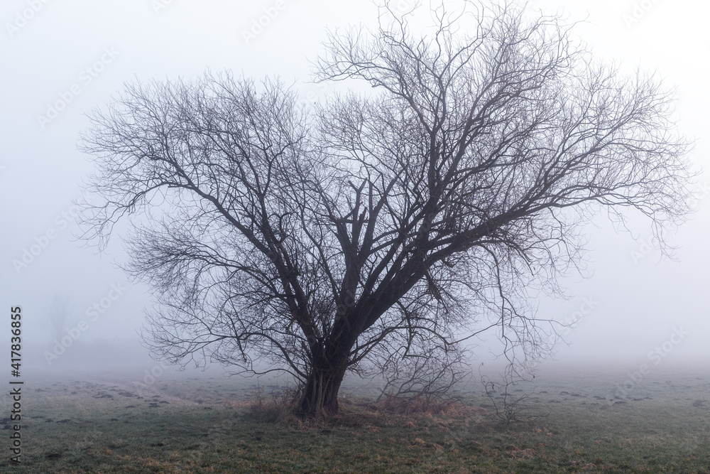 Alter Baum im Nebel an der Paar bei Schrobenhausen Alter Baum im Nebel an der Paar bei Schrobenhausen