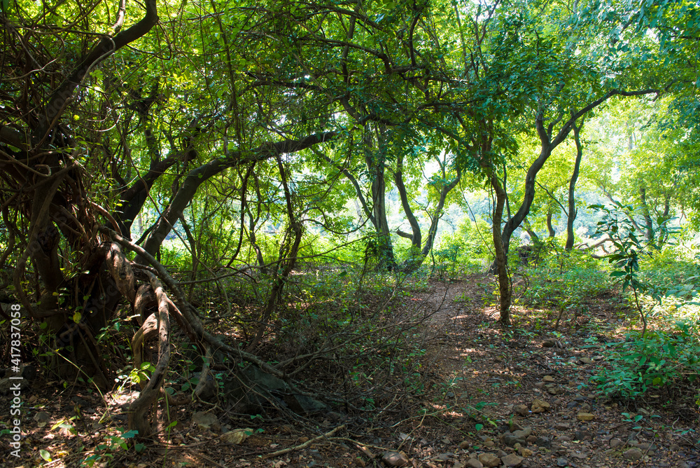 Mumbai / India 2 October 2018 Green Forest at Sanjay Gandhi National Park in Mumbai Maharashtra India