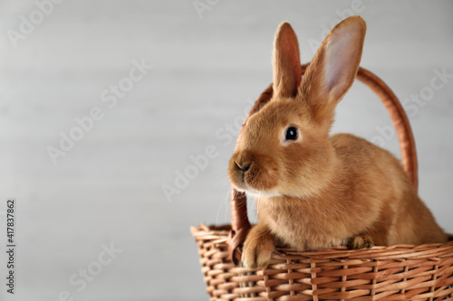 Cute bunny in wicker basket on light background, space for text. Easter celebration