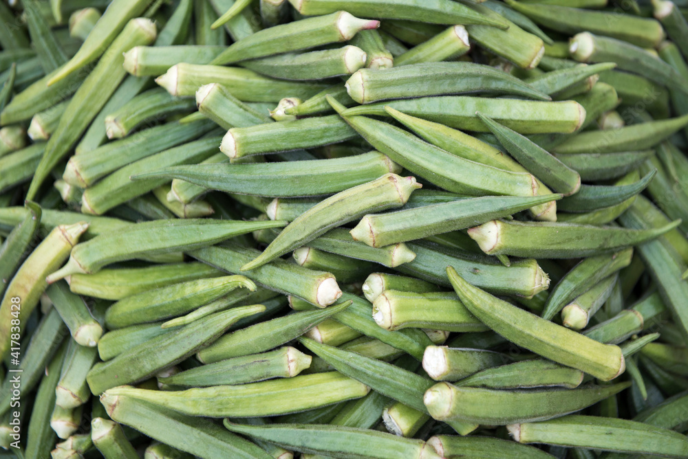 Sanchi / India 17 October 2017 Raw Ladies finger ( okra ) display for sale at Sanchi vegetable market Madhya Pradesh India Sanchi / India 17 October 2017 Raw Ladies finger ( okra ) display for sale at Sanchi vegetable market Madhya Pradesh India