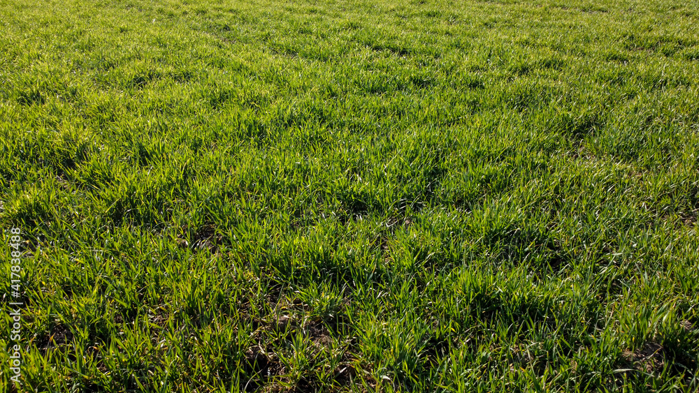 Aerial drone view of green field in early at sunset. Young wheat crops growing on a agricultural field. Agriculture. Aerial drone view of green field in early at sunset. Young wheat crops growing on a agricultural field. Agriculture.
