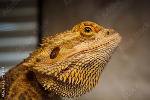 A bearded dragon pet in looking with a blurred background