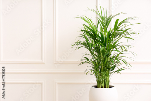 Beautiful palm plant near white wall indoors, space for text. House decoration photo