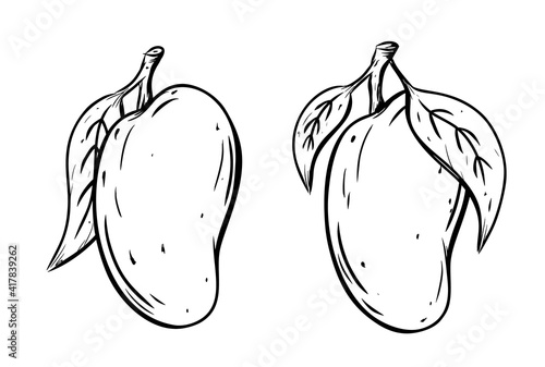 Mango icons set, ink sketch. Single tropical fruit with leaves. Black linear clipart, element for farm product packaging. Graphic isolated vector illustration, white background