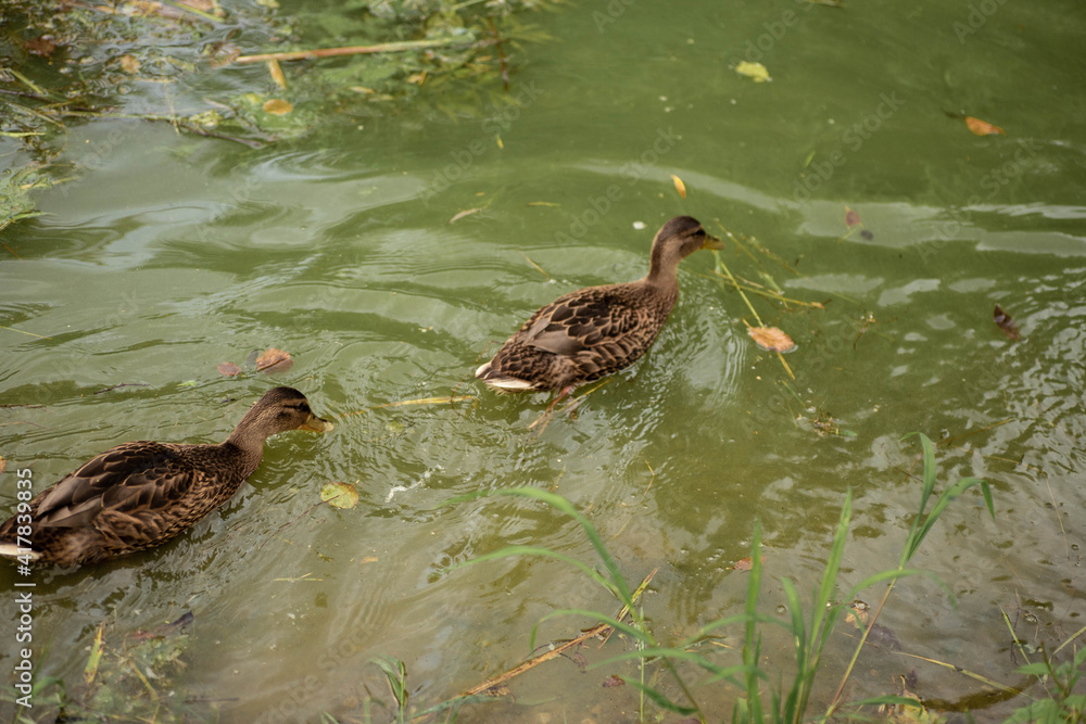 Wild duck swimming on a blooming green water. Ducks in a green pond background. Minsk, Belarus. Wild duck swimming on a blooming green water. Ducks in a green pond background. Minsk, Belarus.
