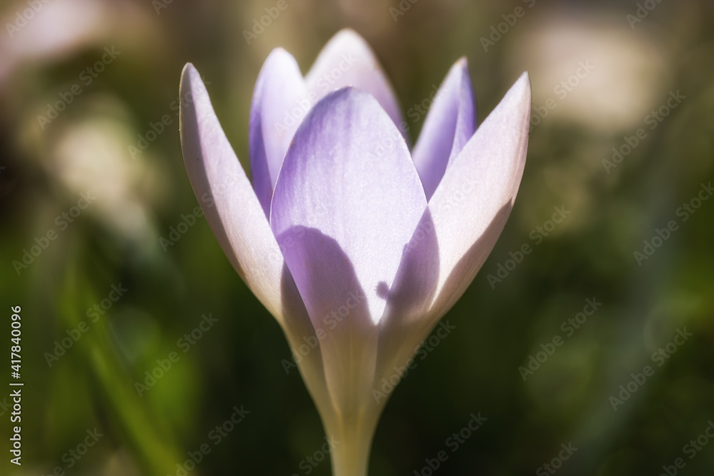 Close-up of a backlit first harbinger of spring, a blooming purple crocus