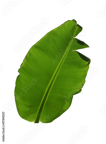 Green leaf of banana plant isolated on white