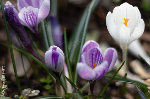 purple flowers