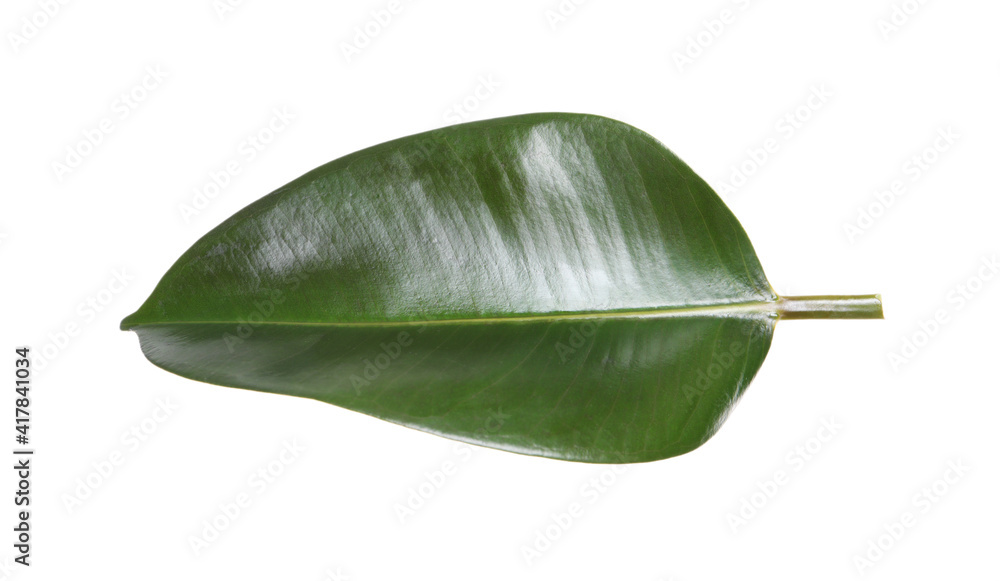 Fresh green leaf of Ficus elastica plant isolated on white Fresh green leaf of Ficus elastica plant isolated on white