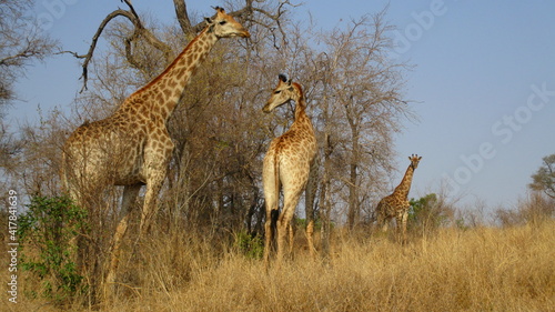 jirafa / giraffe