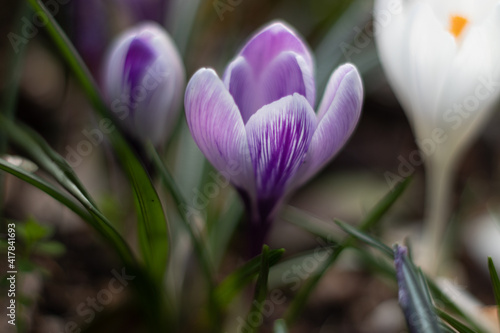 purple flower