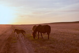 Two horses and a colt walk across the steppe towards the sunset.