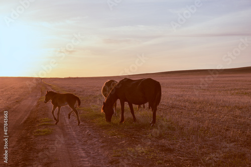 Two horses and a colt walk across the steppe towards the sunset.