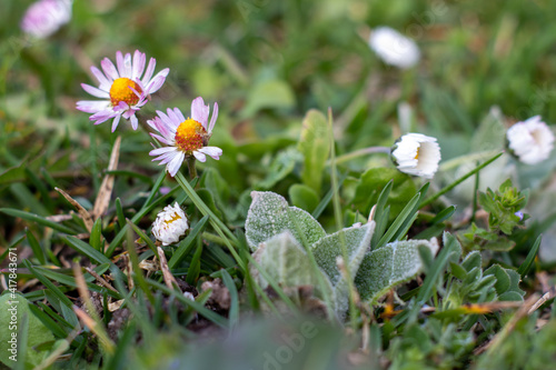flowers in the grass