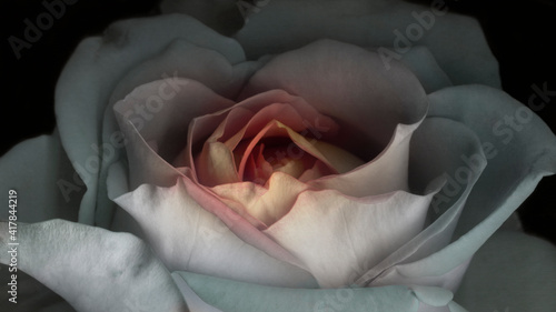 Fotografía Beautiful rose romantic macro photo