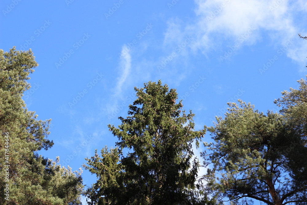 Fir and pine trees tops on blue sky with white cloude in sunny day Fir and pine trees tops on blue sky with white cloude in sunny day