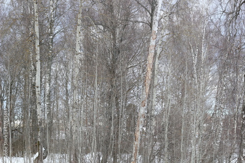 Birch trees grove in winter cloudy day