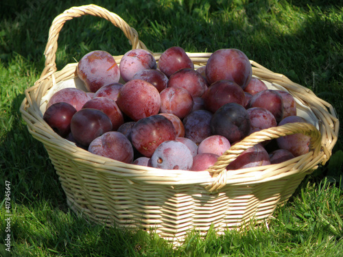 Ein Korb voller reifer Zwetschken, Österreich, Europa - A basket full of ripe plums, Austria, Europe photo