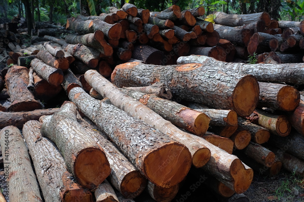 A pile of logs that have a relatively small or young diameter A pile of logs that have a relatively small or young diameter