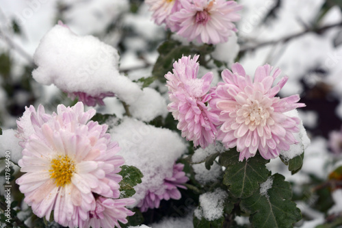Bright gentle autumn chrysanthemum flowers on which fluffy white snow fell. 